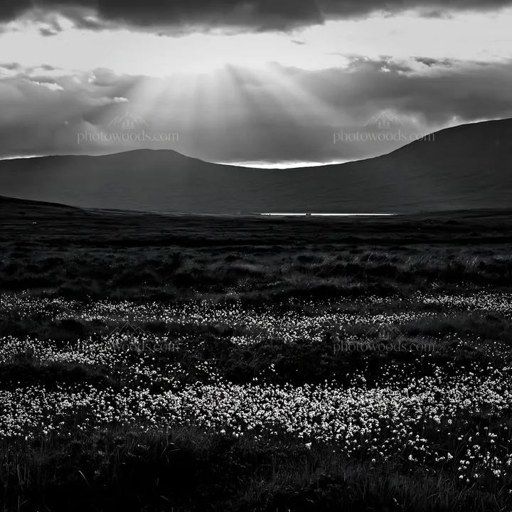Black and white crepuscular rays shining over a meadow with flowers - AI-generated stock image