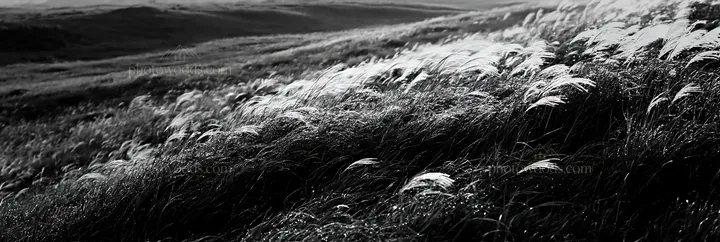 Black and white miyazaki sunrise meadow dew covered sedges in morning light - AI-generated stock image