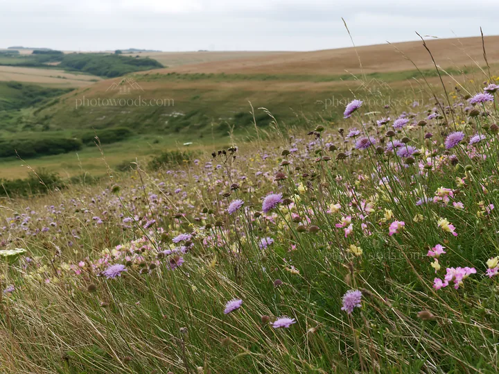 Cloudy chalk meadow with wildflowers in the countryside - AI-generated stock image