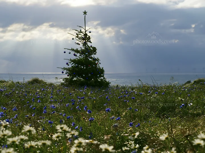 Christmas tree in meadow under rays of light - AI-generated stock image
