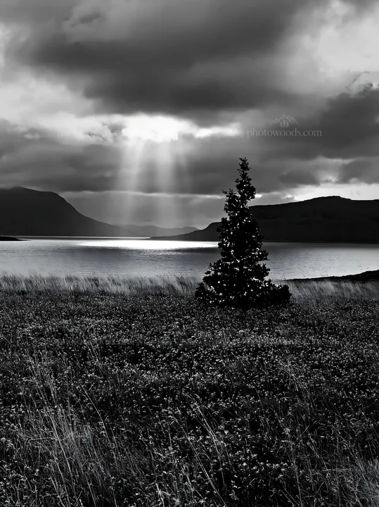 Christmas tree in meadow under clouds and sunbeams - AI-generated stock image
