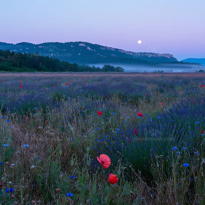 Colorful lavender meadow with wildflowers and mountains at dusk - AI-generated stock image