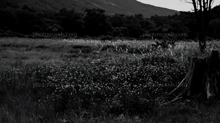 Black and white fukushima native meadow with weathered stump and wildflowers - AI-generated stock image