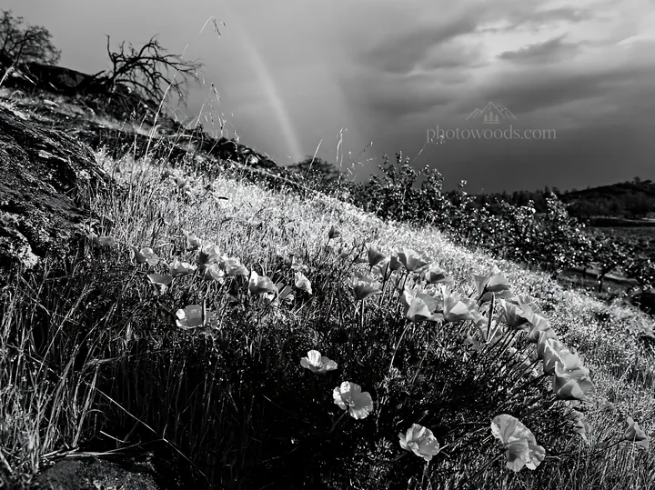 Foothill orchard meadow with flowers and rainbow after rain - AI-generated stock image