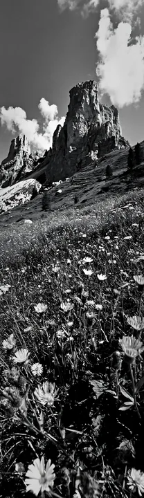 Black and white regenerative meadow with colorful wildflowers and mountains - AI-generated stock image