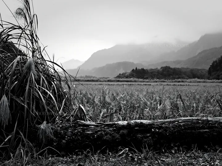 Black and white gifu low carbon meadow mossy log near mountains and fields - AI-generated stock image