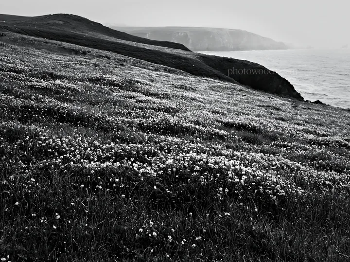 Coastal cliff meadow with flowers near the ocean shore - AI-generated stock image