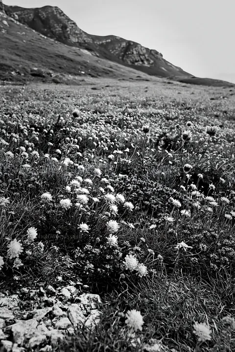 Cloudy scabious meadow on a chalk slope with flowers - AI-generated stock image