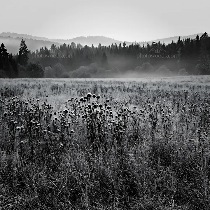 Autumn meadow with wildflowers and fog in the background - AI-generated stock image