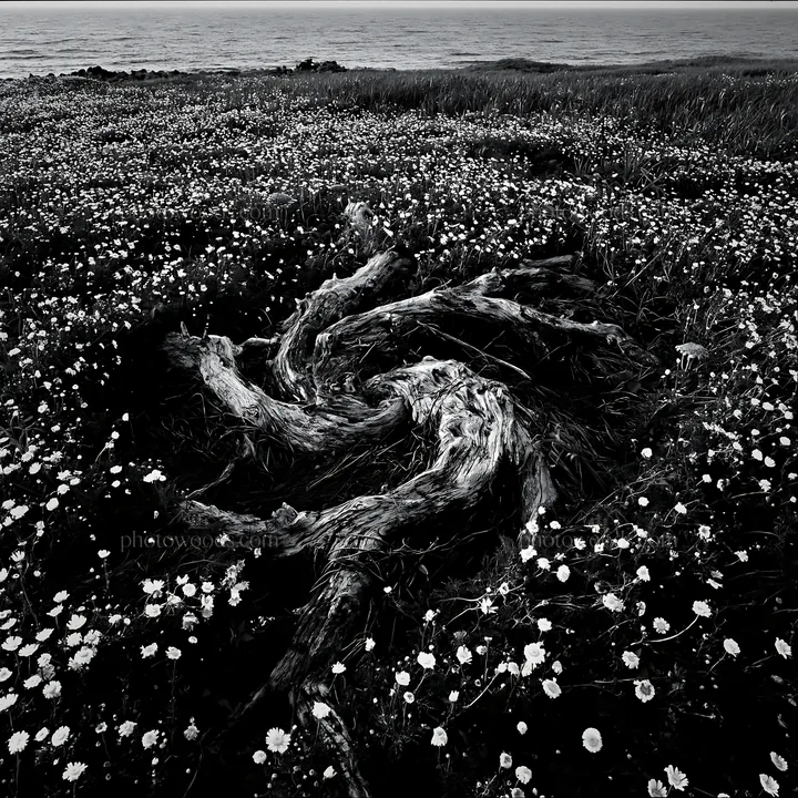 Black and white ishikawa coastal meadow storm washed driftwood surrounded by flowers - AI-generated stock image