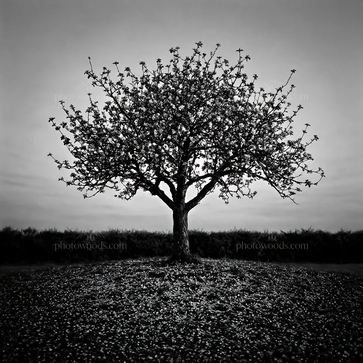 Black and white apple blossom meadow with a blooming tree at dusk - AI-generated stock image