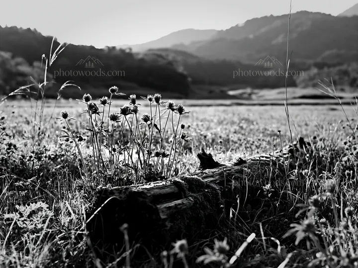 Mossy log with flowers in Gifu low carbon meadow landscape - AI-generated stock image