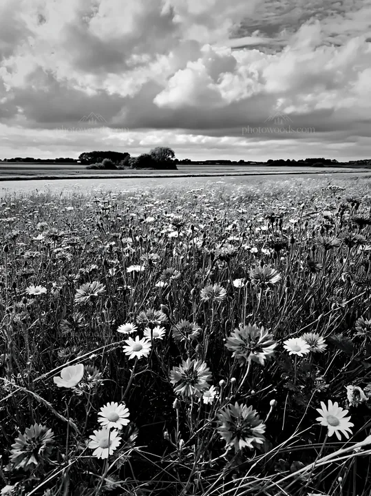 Black and white cornflower meadow with wildflowers near a river - AI-generated stock image
