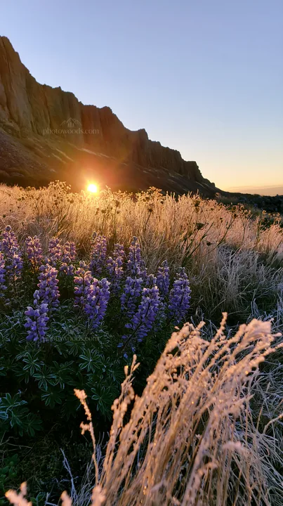 Frosty meadow at sunrise with purple flowers and mountain background - AI-generated stock image