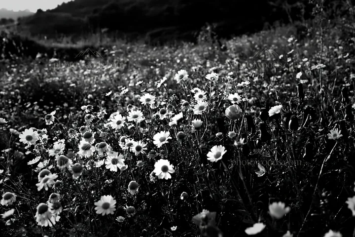 Wide Christmas meadow with native flowers and fairy lights - AI-generated stock image