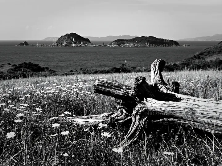 Black and white nagasaki coastal meadow driftwood foreground mood - AI-generated stock image