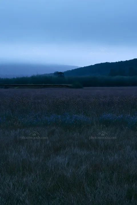 Fireweed blooming in a meadow at dusk - AI-generated stock image