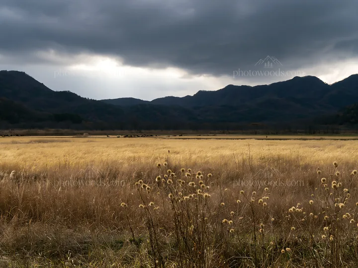 Okayama golden meadow with seedhead foreground under dark clouds - AI-generated stock image