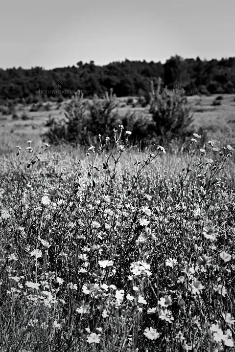 Sainfoin chicory meadow in black and white during daytime - AI-generated stock image