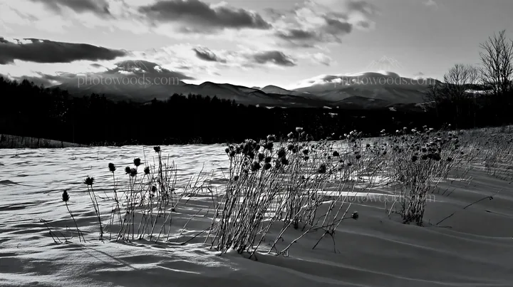 Snow covered Biei hills meadow in winter landscape - AI-generated stock image