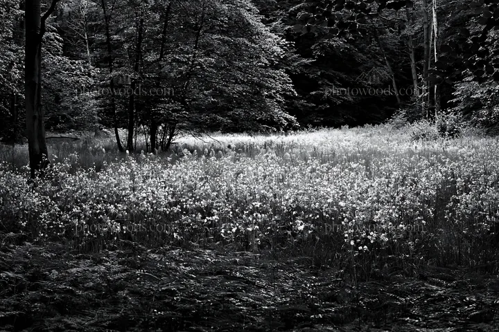 Pink campion meadow in black and white with trees nearby - AI-generated stock image