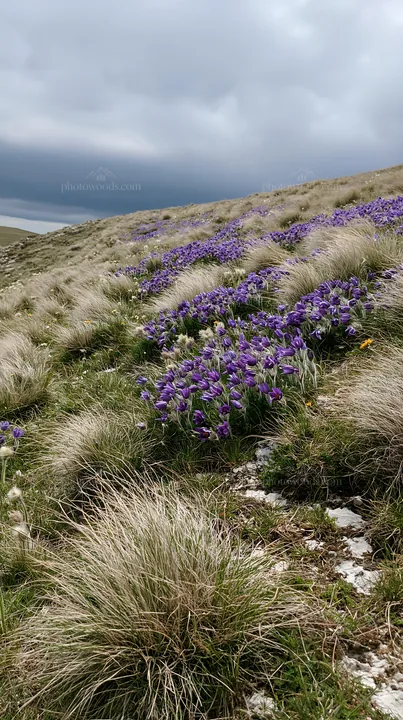 Cloudy calcareous grassland with flowers and natural copy space - AI-generated stock image