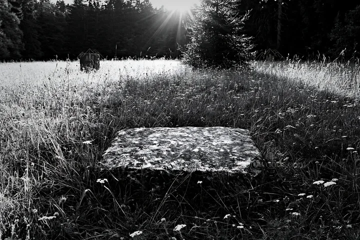 Christmas tree in meadow with sunlight rays - AI-generated stock image