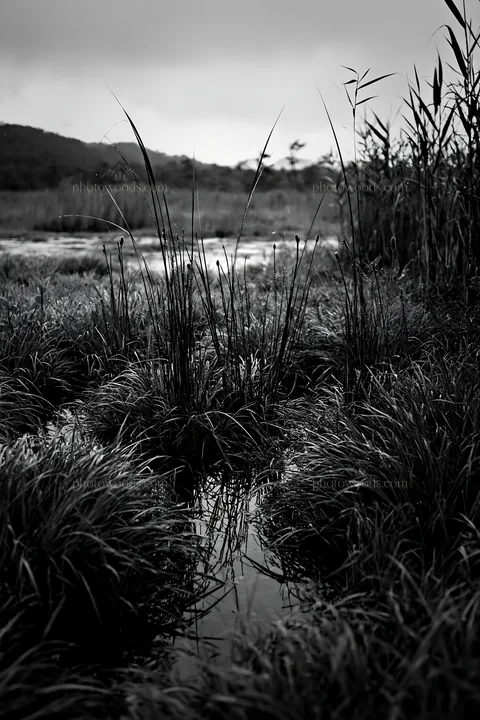 Black and white shiga wetland meadow climate adaptation reeds near water - AI-generated stock image