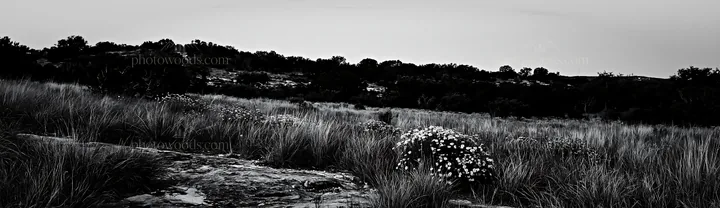Drought-tolerant meadow with dry grass and small flowers - AI-generated stock image