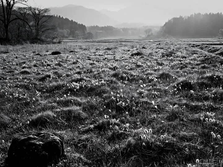 Black and white miyagi spring recovery meadow mossy stone in natural landscape - AI-generated stock image