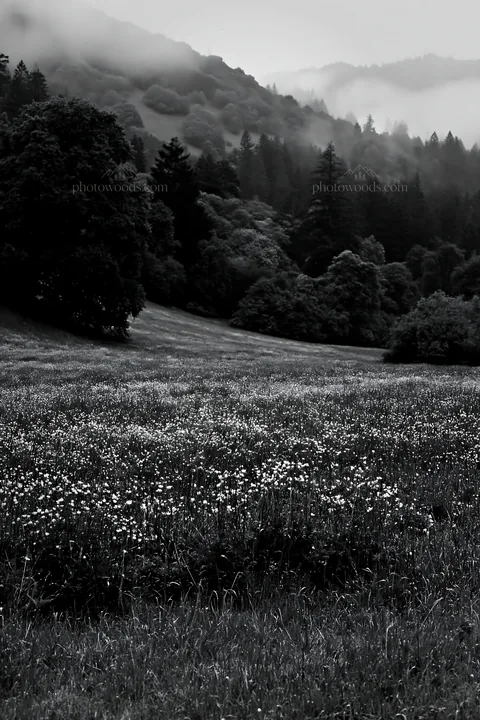Rainy valley meadow with flowers and trees in black and white - AI-generated stock image