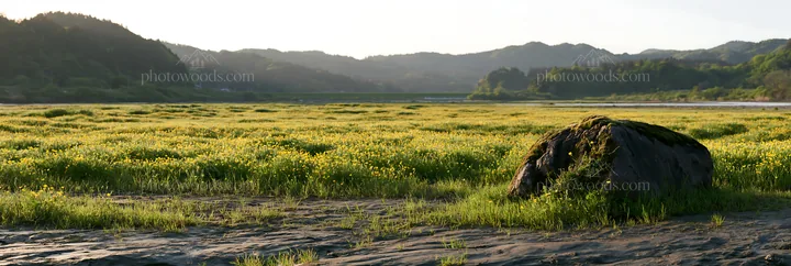 Miyagi spring recovery meadow with mossy stone and yellow flowers - AI-generated stock image