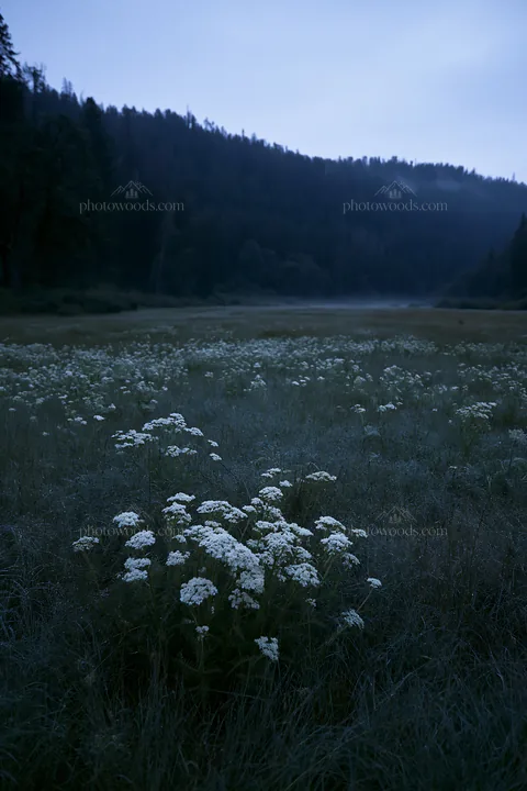Rainy valley meadow with white flowers in a natural setting - AI-generated stock image