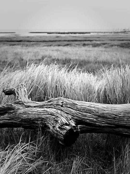 Black and white chiba coastal climate meadow driftwood in foreground - AI-generated stock image