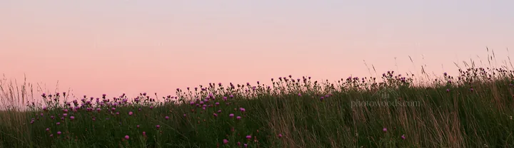 Knapweed blooms in a meadow under soft evening light - AI-generated stock image