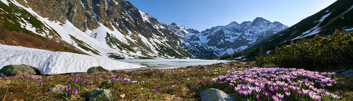 Frozen tarn meadow with flowers and mountains in the background - AI-generated stock image