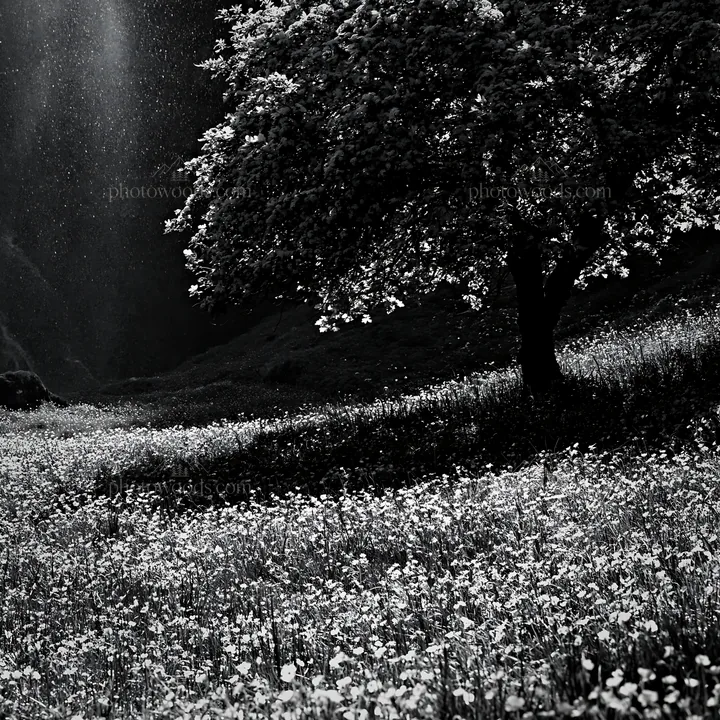 Early leaf meadow with Easter tree in black and white - AI-generated stock image
