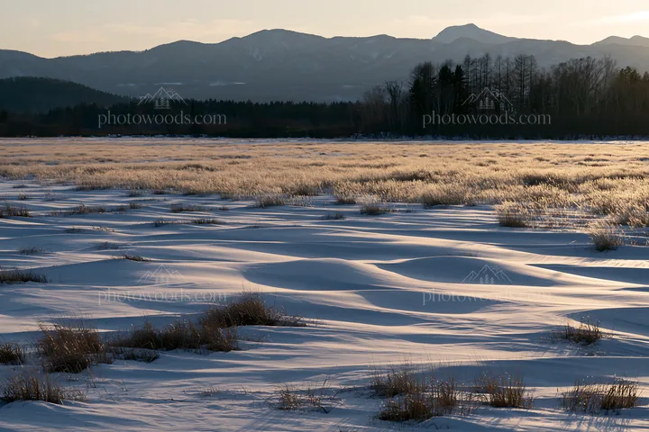 Akita snowmelt meadow with silver grasses at sunset - AI-generated stock image