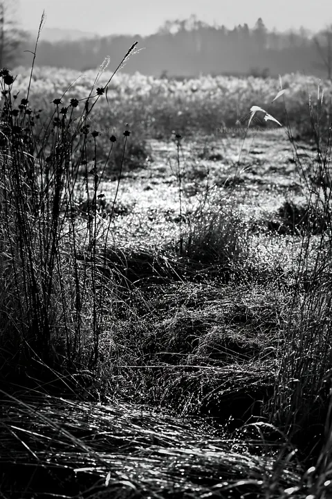 Black and white niigata floodplain restoration meadow dew foreground - AI-generated stock image