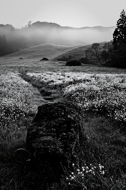 Misty meadow with moss covered stone in Shimane - AI-generated stock image