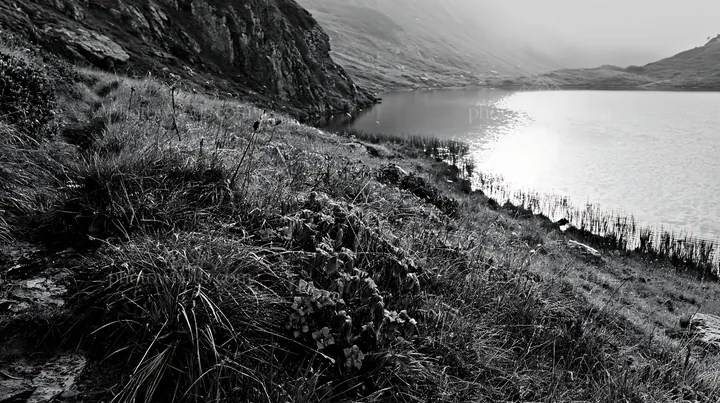 Swiss meadow beside alpine lake in black and white - AI-generated stock image