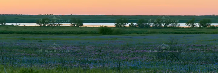 Clover cornflower meadow at sunset near calm water - AI-generated stock image