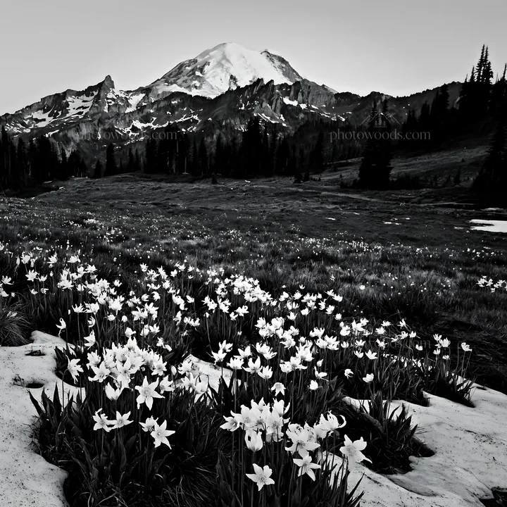 Mount Rainier wildflower meadow at sunrise - AI-generated stock image