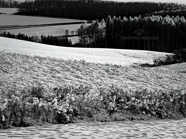 Snow covered Biei hills meadow with river and trees - AI-generated stock image