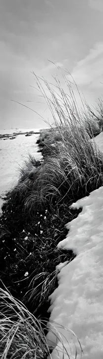 Black and white akita snowmelt meadow with silver grasses in a natural setting - AI-generated stock image