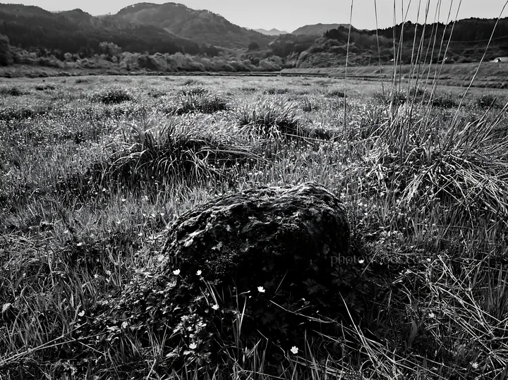 Black and white miyagi spring recovery meadow mossy stone in a green field - AI-generated stock image