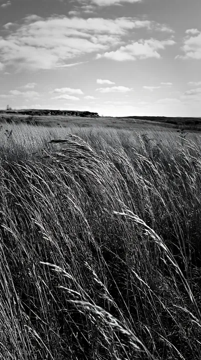 Meadow grass seedheads under a cloudy sky - AI-generated stock image