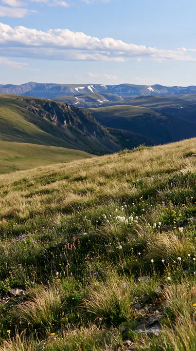 Climate-resilient meadow with mountains in the background - AI-generated stock image
