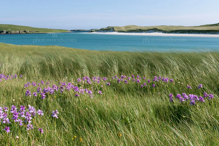 Colorful orchid meadow near a calm blue ocean - AI-generated stock image