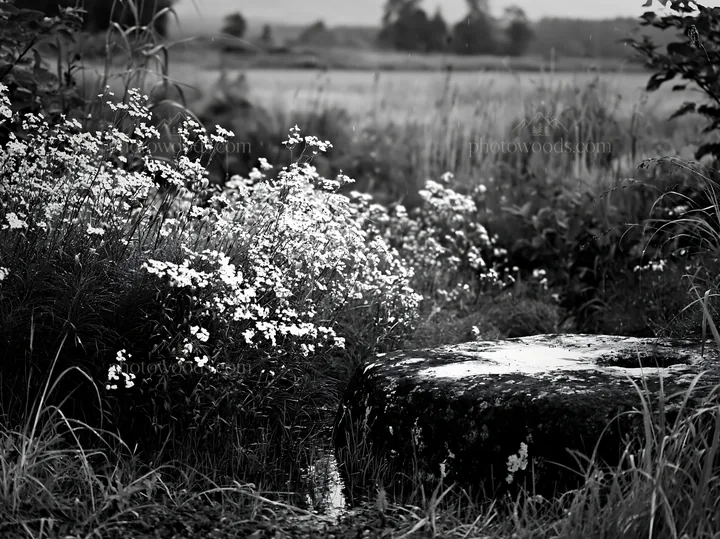 Black and white aomori climate resilient meadow with boulder - AI-generated stock image